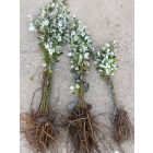 Szürkenyár csemete - Populus × canescens - 20-40 cm