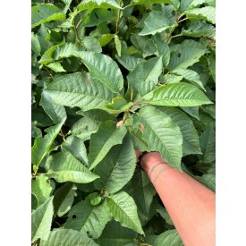 Vadcseresznye csemete - Prunus avium