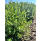 Vörösfenyő csemete - Larix decidua (100db)