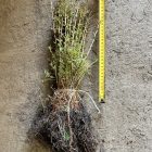 Vörösfenyő csemete - Larix decidua (100db)