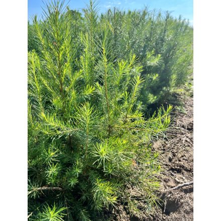 Vörösfenyő csemete - Larix decidua (10db)