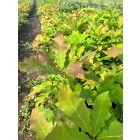 Vörös tölgy csemete - Quercus rubra - 50+ cm