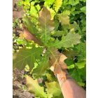 Vörös tölgy csemete - Quercus rubra - 15-30 cm