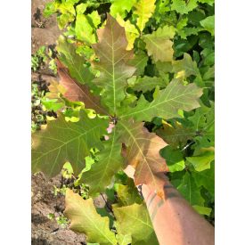 Vörös tölgy csemete - Quercus rubra - 15-30 cm