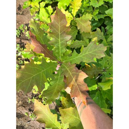 Vörös tölgy csemete - Quercus rubra - 15-30 cm