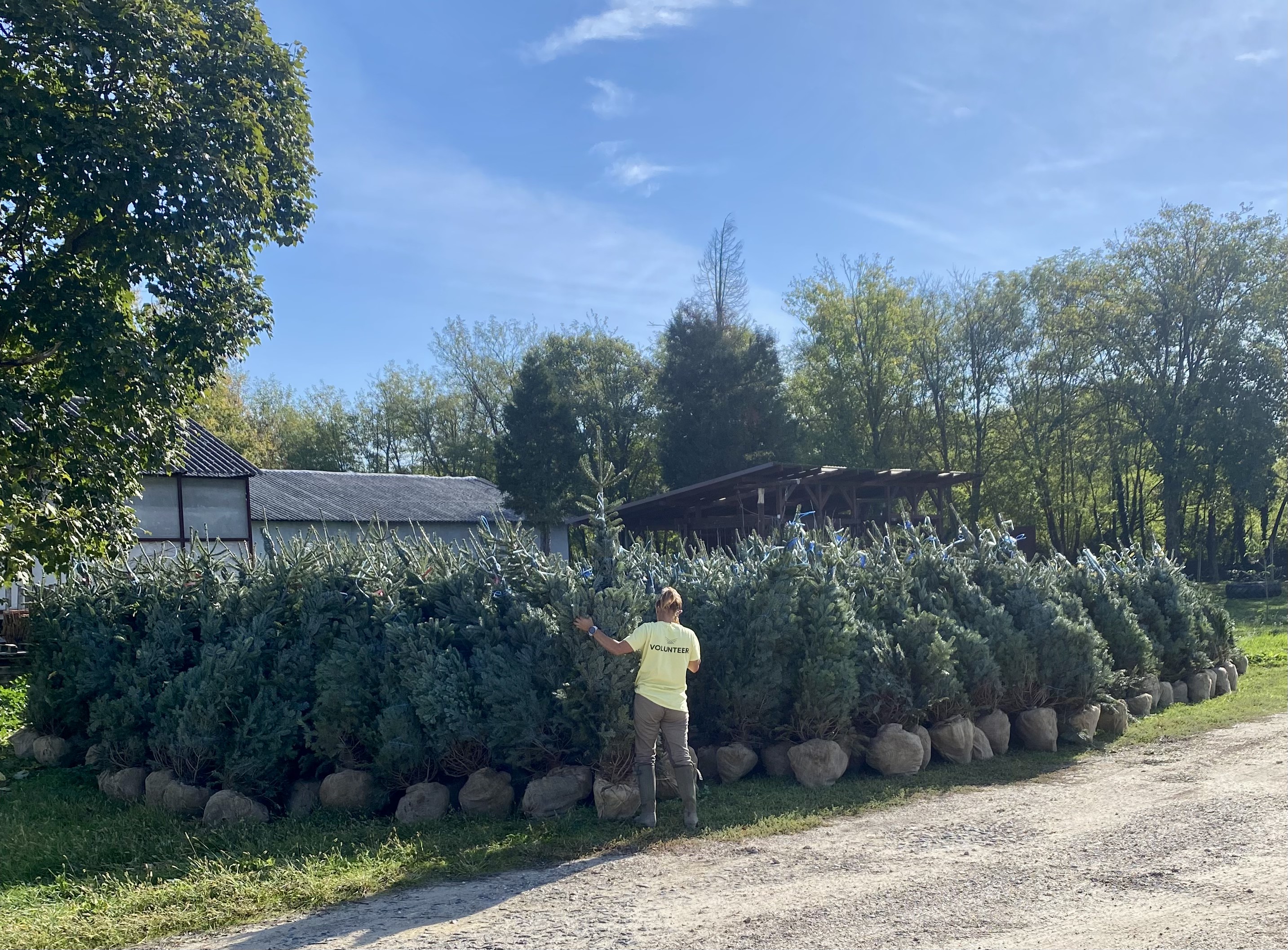 Karácsonyfa termesztés