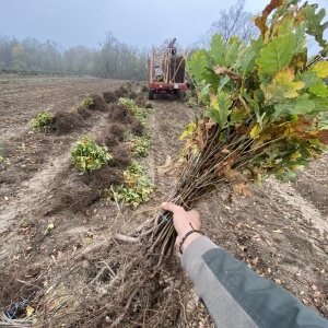 Erdészeti csemeték